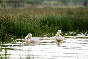 great gray pelican. short in lake Elementaita Nakuru Kenya
