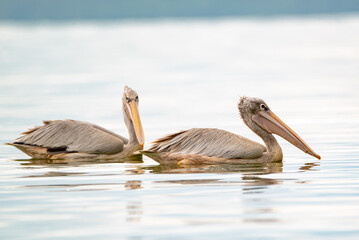 great gray pelican. short in lake Elementaita Nakuru Kenya
