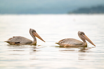 great gray pelican. short in lake Elementaita Nakuru Kenya - obrazy, fototapety, plakaty