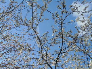 very beautiful tree with white flowers against the blue sky