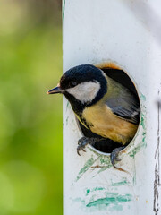 Great tit
