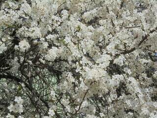 very beautiful tree with white flowers