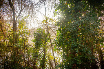 Plantas y flores en el campo por la mañana. Flores plantas silvestres y amapolas. explosión de flores y plantas en primavera en españa