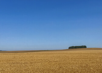 A harvest grain field in the foreground with a distant stand of pine trees under a blue sky