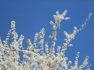 very beautiful tree with white flowers against the blue sky