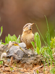 Eurasian wryneck