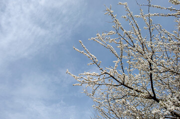bloom of sakura in a local park under the open and blue sky on the background of the hotel