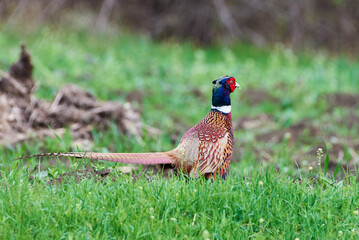 Common pheasant male in natural habitat (Phasianus colchicus)