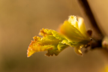 Closeup of a twig with green leaves on a woody plant