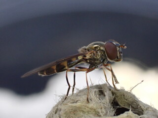 Ladder-backed Hoverfly, Melanostoma scalare