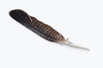 Bird feather on a white background.