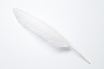 White bird feather on a white background. 