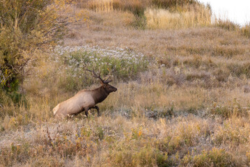Bull Elk in Wyoming During the Fall Rut