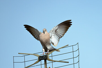 Gołąb polski © Dominik