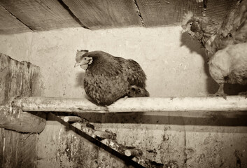 Rural farm, chickens sit on a perch in the evening and get ready to sleep.