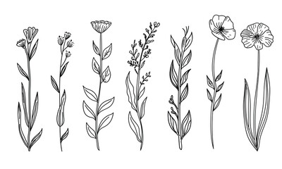 botanical flower doodles flourish, telling tales of hidden gardens in ink and line