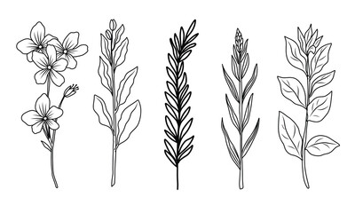 set of doodles of flower plants