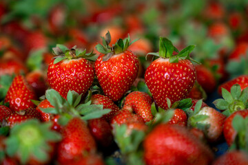 Strawberries from farm to table, showcasing the natural beauty and taste of freshly picked, organic...