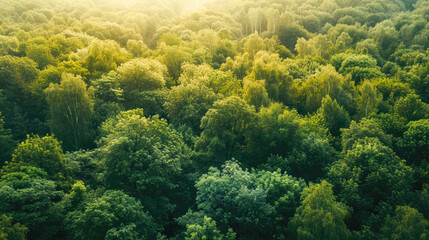 Drone view of amazing green forest with trees and bushes growing in countryside - obrazy, fototapety, plakaty
