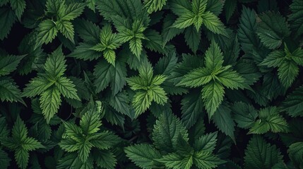 stinging nettle leaves as background. Beautiful texture of nettle. Top view. Copy space. Can use as banner - obrazy, fototapety, plakaty