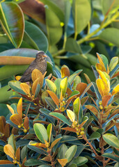 Blackbird (Turdus merula) - Europe, North Africa, and parts of Asia