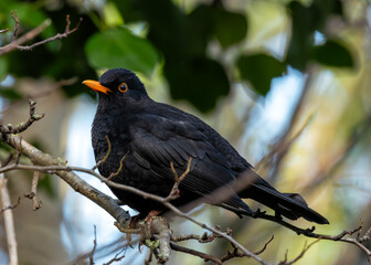 Blackbird (Turdus merula) - Europe, North Africa, and parts of Asia