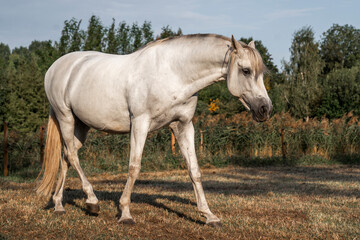 Obraz na płótnie Canvas beautiful white horse stallion in the pasture