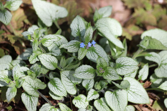 Omphalodes verna, common names creeping navelwort or blue eyed Mary.