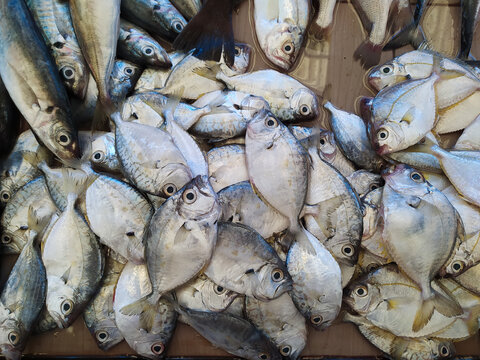Close up top view of fresh fish on display of stall at traditional market in Situbondo East Java, Indonesia
