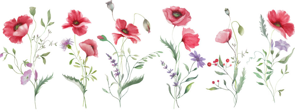 Watercolor floral set with red poppies. Hand drawn illustration isolated on transparent background. Vector EPS.