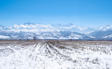 Fototapeta na wymiar Mystical beautiful winter landscape. Old corn field and high snowy mountains. Landscape not far from Almaty, Kazakhstan.