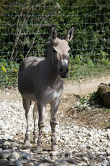 Naklejka na ściany i meble wild donkey in the zoo of basel