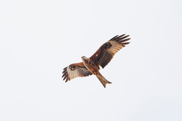 Fototapeta premium Red Kite flying against a white background