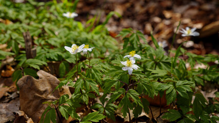 Wood anemone flower