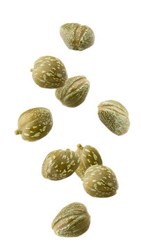 Falling caper isolated on white background, full depth of field