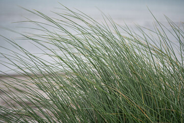 Dünengras an der Ostseeküste auf dem Darß