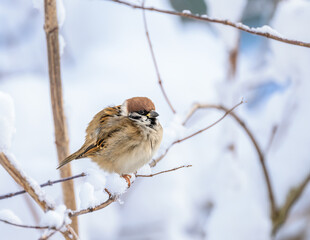 Sparrow sitting on a snow covered bush - 773332634
