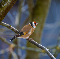 European goldfinch sitting on a branch