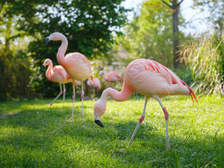 Pink Flamingo at Frankfurt Zoo, sunset time. walk in Frankfurt Zoological garden, founded in 1858 and second oldest zoo in Germany