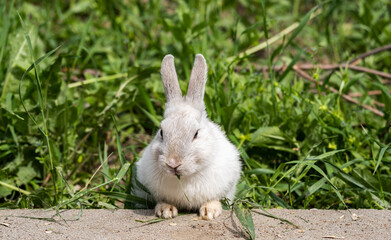 A cute white decorative rabbit is eating green grass.