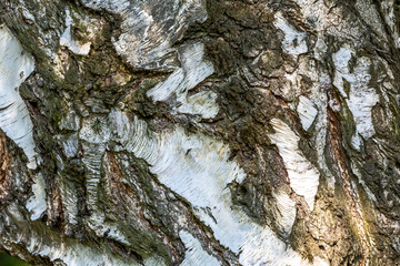 Abstract organic background of a birch tree bark
