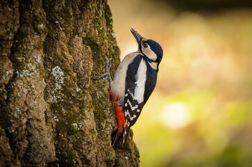 woodpecker on tree