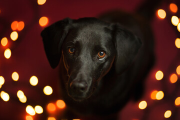 black labrador retriever type dog lying portrait in the studio with yellow christmas tree lights in...