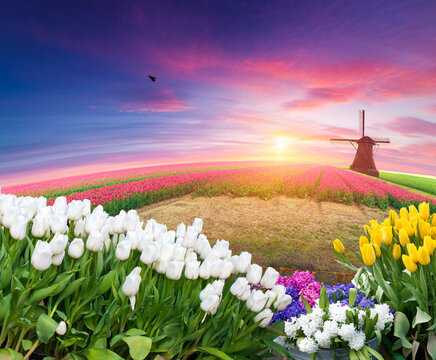 A beautiful field of tulips with a windmill in the background, set against a stunning sunset sky. The scene is a perfect mix of nature and manmade beauty