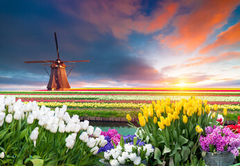A picturesque windmill stands tall in the center of a colorful field of flowers, surrounded by green grass and under a sunny sky with fluffy clouds - 773340244
