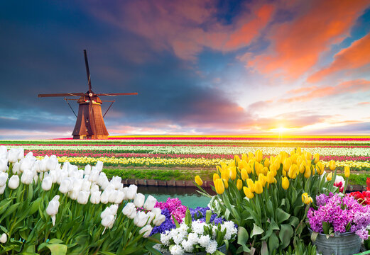 A picturesque windmill stands tall in the center of a colorful field of flowers, surrounded by green grass and under a sunny sky with fluffy clouds