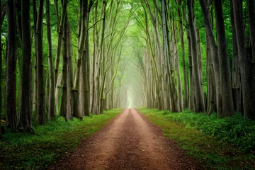 Foto op Canvas footpath in the woods © Muhammad