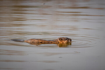 A muskrat swims in the water perpendicular to the camera lens on a spring sunny day.	