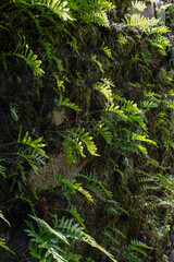 Obraz premium a collection of green ferns growing on a wall