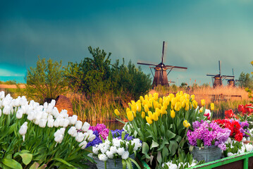 dutch windmill over yellow tulips field , Holland, retro toned. High quality photo - 773341626